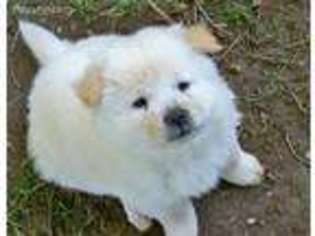 Chow Chow Puppy for sale in Huber Heights, OH, USA