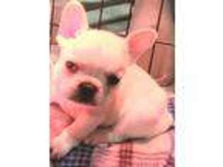 French Bulldog Puppy for sale in Knifley, KY, USA