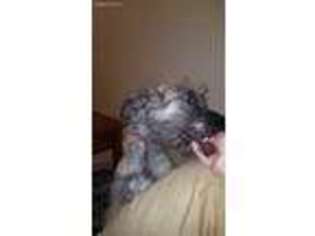 Irish Wolfhound Puppy for sale in Wilmington, NC, USA
