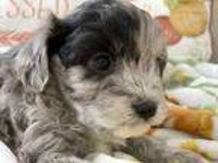 Cavapoo Puppy for sale in Andover, KS, USA
