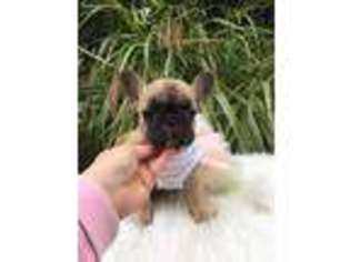 French Bulldog Puppy for sale in Homeworth, OH, USA