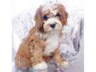 Cavapoo Puppy for sale in Moravia, IA, USA
