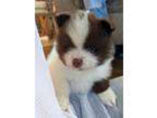 Pomeranian Puppy for sale in Westphalia, KS, USA
