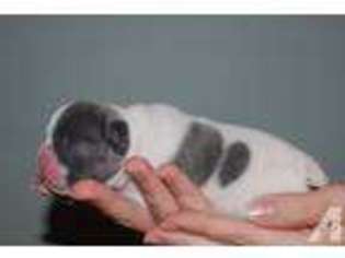 French Bulldog Puppy for sale in ORANGE PARK, FL, USA