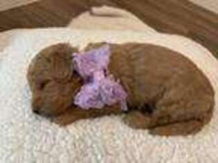 Goldendoodle Puppy for sale in Pilot Point, TX, USA