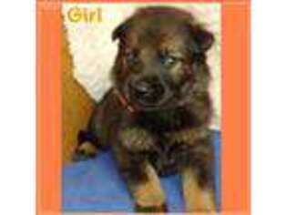 German Shepherd Dog Puppy for sale in Rice, TX, USA
