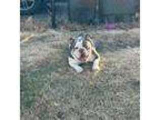Olde English Bulldogge Puppy for sale in North Attleboro, MA, USA