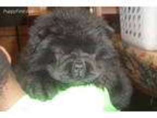 Chow Chow Puppy for sale in Parkville, MD, USA