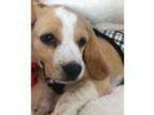 Beagle Puppy for sale in Dacono, CO, USA