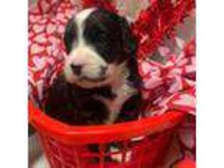 Mutt Puppy for sale in Conroe, TX, USA