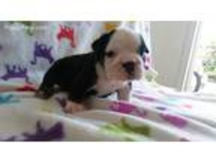 Bulldog Puppy for sale in Weston, FL, USA