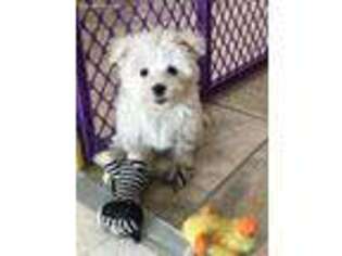 Maltese Puppy for sale in San Marcos, CA, USA