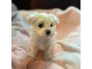 Maltese Puppy for sale in Eufaula, OK, USA
