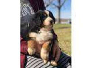 Bernese Mountain Dog Puppy for sale in Middlefield, OH, USA