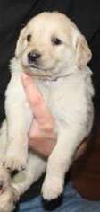 Golden Retriever Puppy for sale in Endicott, WA, USA