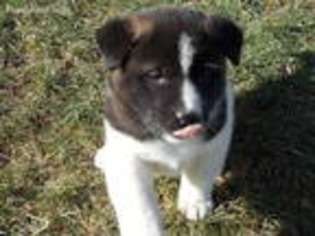 Akita Puppy for sale in Wooster, OH, USA