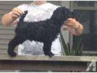 Kerry Blue Terrier Puppy for sale in WAYNETOWN, IN, USA