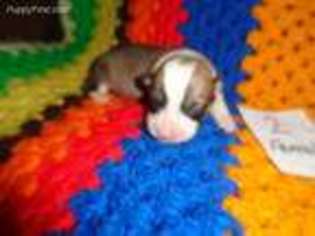 Pembroke Welsh Corgi Puppy for sale in Cardington, OH, USA