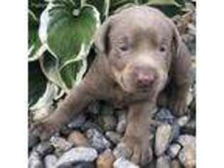 Labrador Retriever Puppy for sale in Columbia, KY, USA