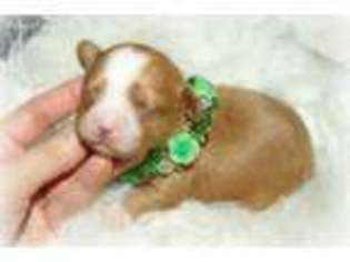 Cavapoo Puppy for sale in Brainerd, MN, USA