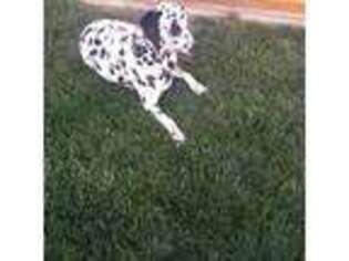 Dalmatian Puppy for sale in Monroe, IN, USA