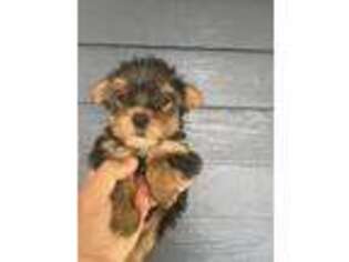 Yorkshire Terrier Puppy for sale in Berlin, CT, USA