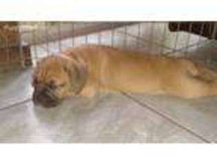 Valley Bulldog Puppy for sale in Myakka City, FL, USA