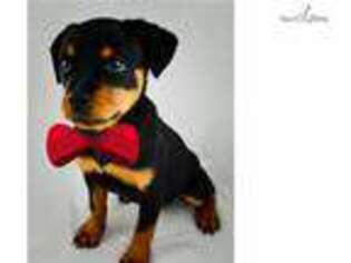 Rottweiler Puppy for sale in Frederick, MD, USA