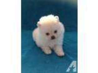 Pomeranian Puppy for sale in WEST COVINA, CA, USA