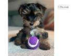 Yorkshire Terrier Puppy for sale in Reno, NV, USA