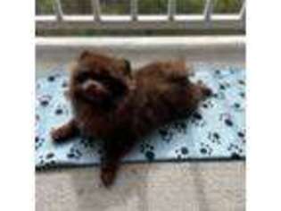 Pomeranian Puppy for sale in Fayetteville, NC, USA