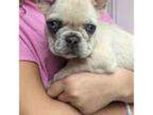 French Bulldog Puppy for sale in Hortense, GA, USA