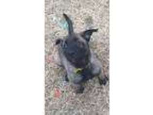 Belgian Malinois Puppy for sale in Memphis, TN, USA