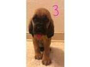 Bloodhound Puppy for sale in Falls City, TX, USA