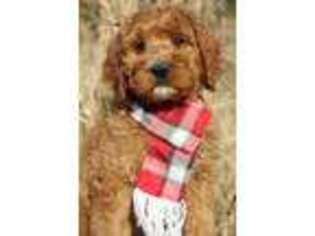 Irish Setter Puppy for sale in Muskogee, OK, USA