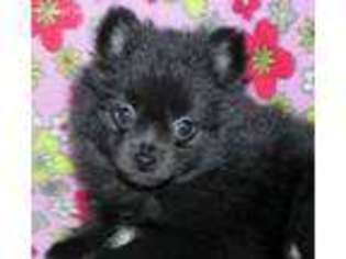 Pomeranian Puppy for sale in Maynard, MN, USA
