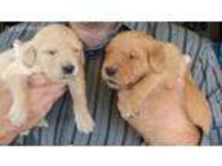 Golden Retriever Puppy for sale in Anamosa, IA, USA