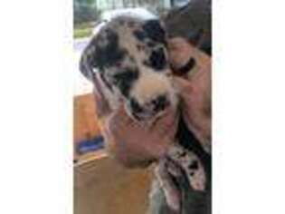 Great Dane Puppy for sale in Tampa, FL, USA