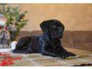 Cane Corso Puppy for sale in Mission Viejo, CA, USA