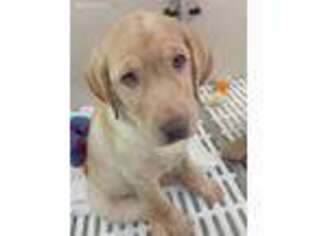Labrador Retriever Puppy for sale in Greencastle, PA, USA