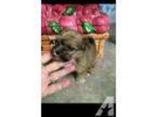 Shorkie Tzu Puppy for sale in PICKENS, SC, USA
