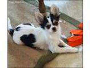 Chihuahua Puppy for sale in Goldendale, WA, USA