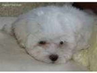 Maltese Puppy for sale in Doon, IA, USA
