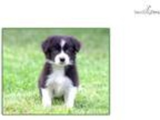 Border Collie Puppy for sale in Saint Louis, MO, USA