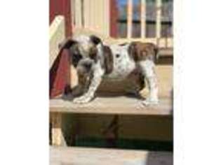 Olde English Bulldogge Puppy for sale in Cranston, RI, USA