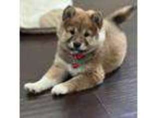 Shiba Inu Puppy for sale in Moreno Valley, CA, USA