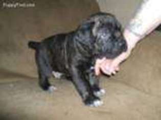 Cane Corso Puppy for sale in Seabeck, WA, USA