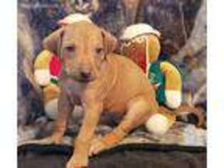 Rhodesian Ridgeback Puppy for sale in Hanford, CA, USA
