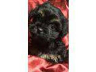 Shorkie Tzu Puppy for sale in Molalla, OR, USA