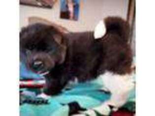 Akita Puppy for sale in Temecula, CA, USA